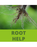 TP - Root Help